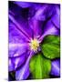 Clematis Spring-Heidi Bannon-Mounted Photo