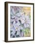 Clematis, the President-Karen Armitage-Framed Giclee Print