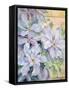 Clematis, the President-Karen Armitage-Framed Stretched Canvas