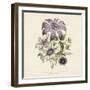 Clematis-19th Century English School -Framed Giclee Print