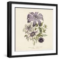 Clematis-19th Century English School -Framed Giclee Print