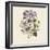 Clematis-19th Century English School -Framed Giclee Print