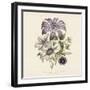 Clematis-19th Century English School -Framed Giclee Print