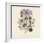 Clematis-19th Century English School -Framed Giclee Print