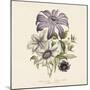 Clematis-19th Century English School -Mounted Giclee Print
