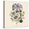 Clematis-19th Century English School -Stretched Canvas