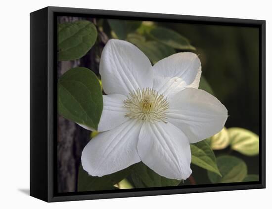 Clematis-J.D. Mcfarlan-Framed Stretched Canvas