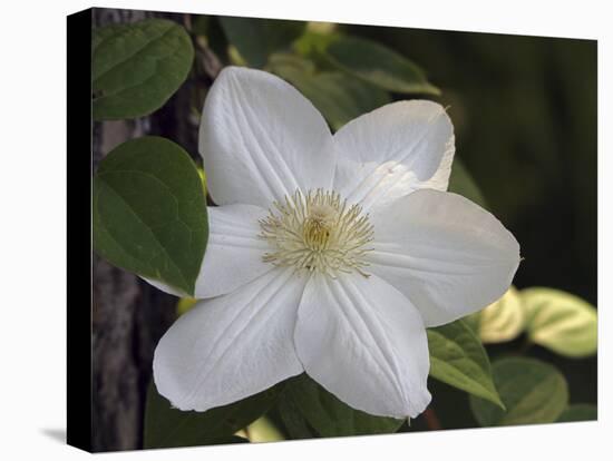 Clematis-J.D. Mcfarlan-Stretched Canvas