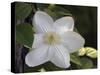 Clematis-J.D. Mcfarlan-Stretched Canvas