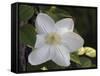 Clematis-J.D. Mcfarlan-Framed Stretched Canvas