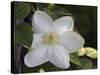 Clematis-J.D. Mcfarlan-Stretched Canvas