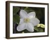 Clematis-J.D. Mcfarlan-Framed Photographic Print