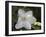 Clematis-J.D. Mcfarlan-Framed Photographic Print