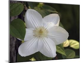 Clematis-J.D. Mcfarlan-Mounted Photographic Print