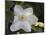 Clematis-J.D. Mcfarlan-Mounted Photographic Print