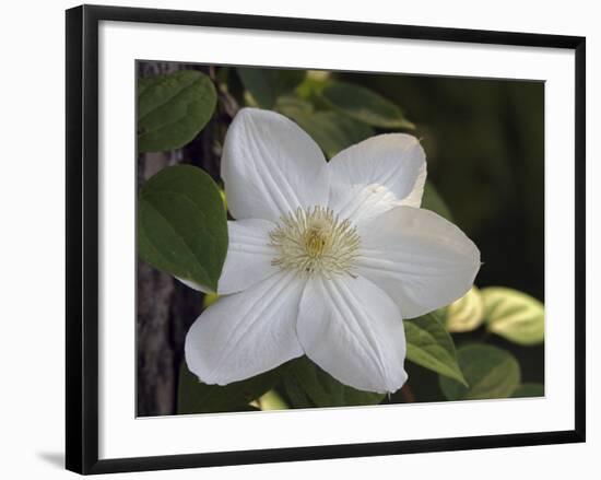 Clematis-J.D. Mcfarlan-Framed Photographic Print