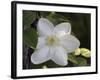 Clematis-J.D. Mcfarlan-Framed Photographic Print