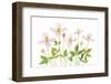 Clematis-Mandy Disher-Framed Photographic Print
