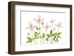 Clematis-Mandy Disher-Framed Photographic Print