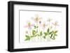 Clematis-Mandy Disher-Framed Photographic Print