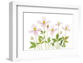 Clematis-Mandy Disher-Framed Photographic Print