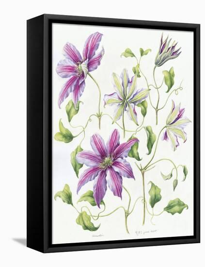 Clematis-Janneke Brinkman-Salentijn-Framed Stretched Canvas