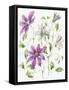 Clematis-Janneke Brinkman-Salentijn-Framed Stretched Canvas