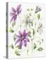 Clematis-Janneke Brinkman-Salentijn-Stretched Canvas