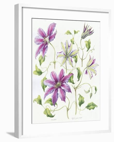 Clematis-Janneke Brinkman-Salentijn-Framed Giclee Print