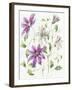 Clematis-Janneke Brinkman-Salentijn-Framed Giclee Print