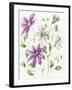 Clematis-Janneke Brinkman-Salentijn-Framed Giclee Print