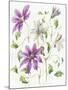 Clematis-Janneke Brinkman-Salentijn-Mounted Giclee Print