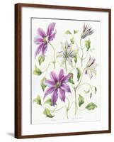 Clematis-Janneke Brinkman-Salentijn-Framed Giclee Print