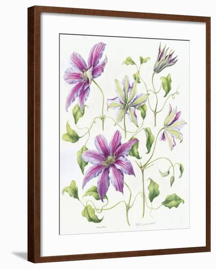 Clematis-Janneke Brinkman-Salentijn-Framed Giclee Print