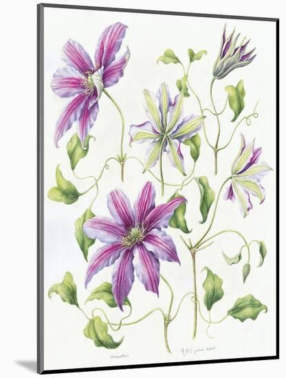 Clematis-Janneke Brinkman-Salentijn-Mounted Giclee Print