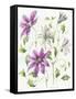 Clematis-Janneke Brinkman-Salentijn-Framed Stretched Canvas