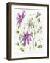 Clematis-Janneke Brinkman-Salentijn-Framed Giclee Print