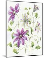 Clematis-Janneke Brinkman-Salentijn-Mounted Giclee Print