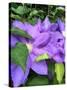 Clematis-Heidi Bannon-Stretched Canvas