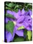 Clematis-Heidi Bannon-Stretched Canvas