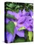 Clematis-Heidi Bannon-Stretched Canvas