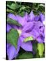 Clematis-Heidi Bannon-Stretched Canvas