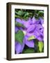 Clematis-Heidi Bannon-Framed Photo