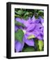 Clematis-Heidi Bannon-Framed Photo