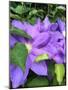 Clematis-Heidi Bannon-Mounted Photo