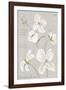 Clematite Blanche-Anne Gerarts-Framed Giclee Print