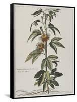 Clématite ou fleur de la Passion-Nicolas Robert-Framed Stretched Canvas