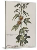 Clématite ou fleur de la Passion-Nicolas Robert-Stretched Canvas