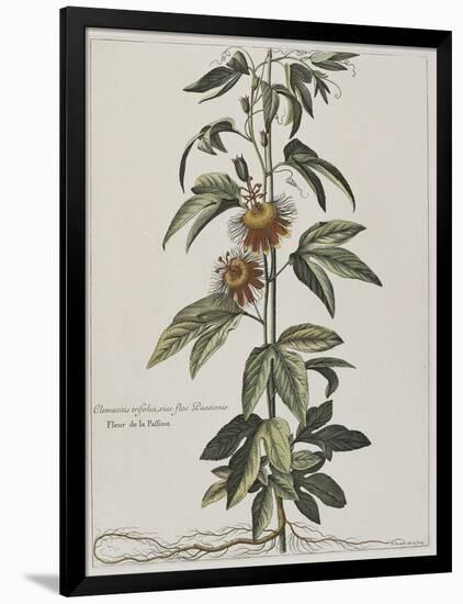 Clématite ou fleur de la Passion-Nicolas Robert-Framed Giclee Print