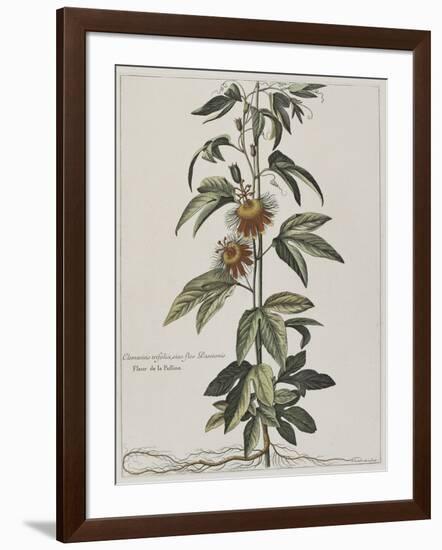 Clématite ou fleur de la Passion-Nicolas Robert-Framed Giclee Print